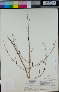 Chlorogalum pomeridianum image