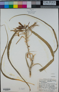 Hesperocallis undulata image