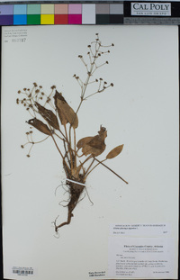 Alisma plantago-aquatica image