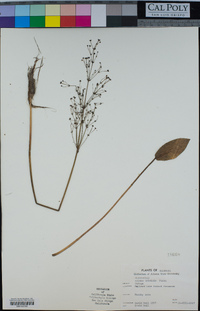 Alisma triviale image