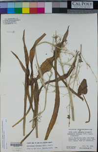 Echinodorus berteroi image