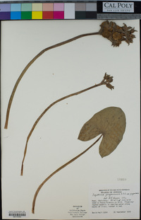 Sagittaria guayanensis subsp. guayanensis image