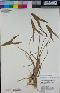 Sagittaria latifolia image