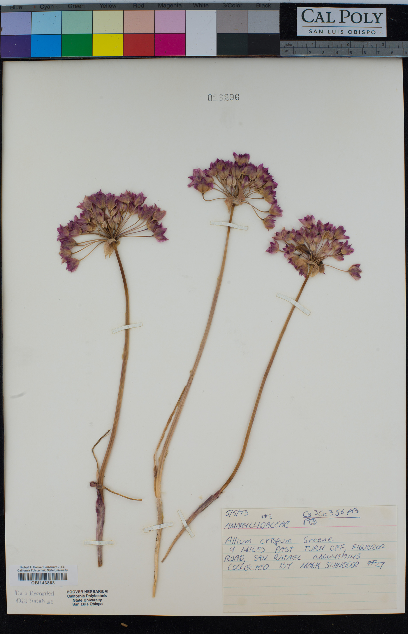 Allium crispum image