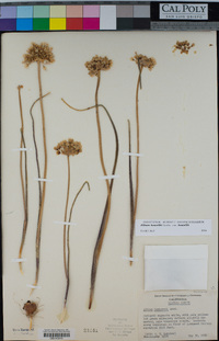Allium howellii var. howellii image