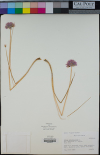 Allium schoenoprasum image