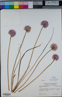 Allium schoenoprasum image