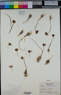 Allium scilloides image