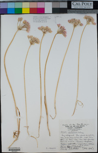 Allium unifolium image