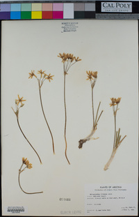 Nothoscordum bivalve image