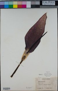 Arum palaestinum image