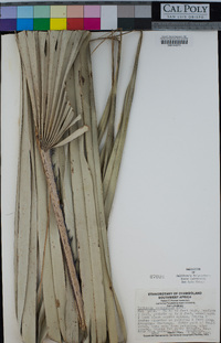 Hyphaene petersiana image