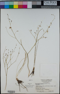 Trachyandra arvensis image