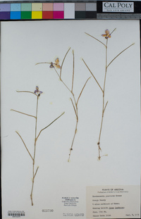 Tradescantia pinetorum image