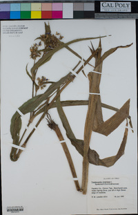 Tradescantia virginiana image