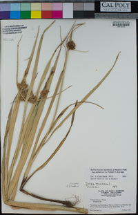 Bolboschoenus maritimus subsp. paludosus image