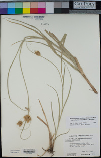 Bolboschoenus maritimus subsp. paludosus image