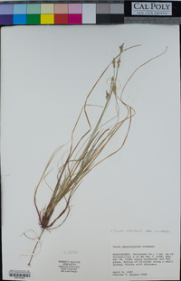 Carex physorhyncha image