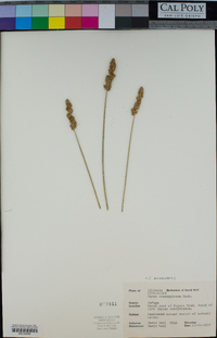 Carex brachyglossa image