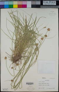 Carex athrostachya image