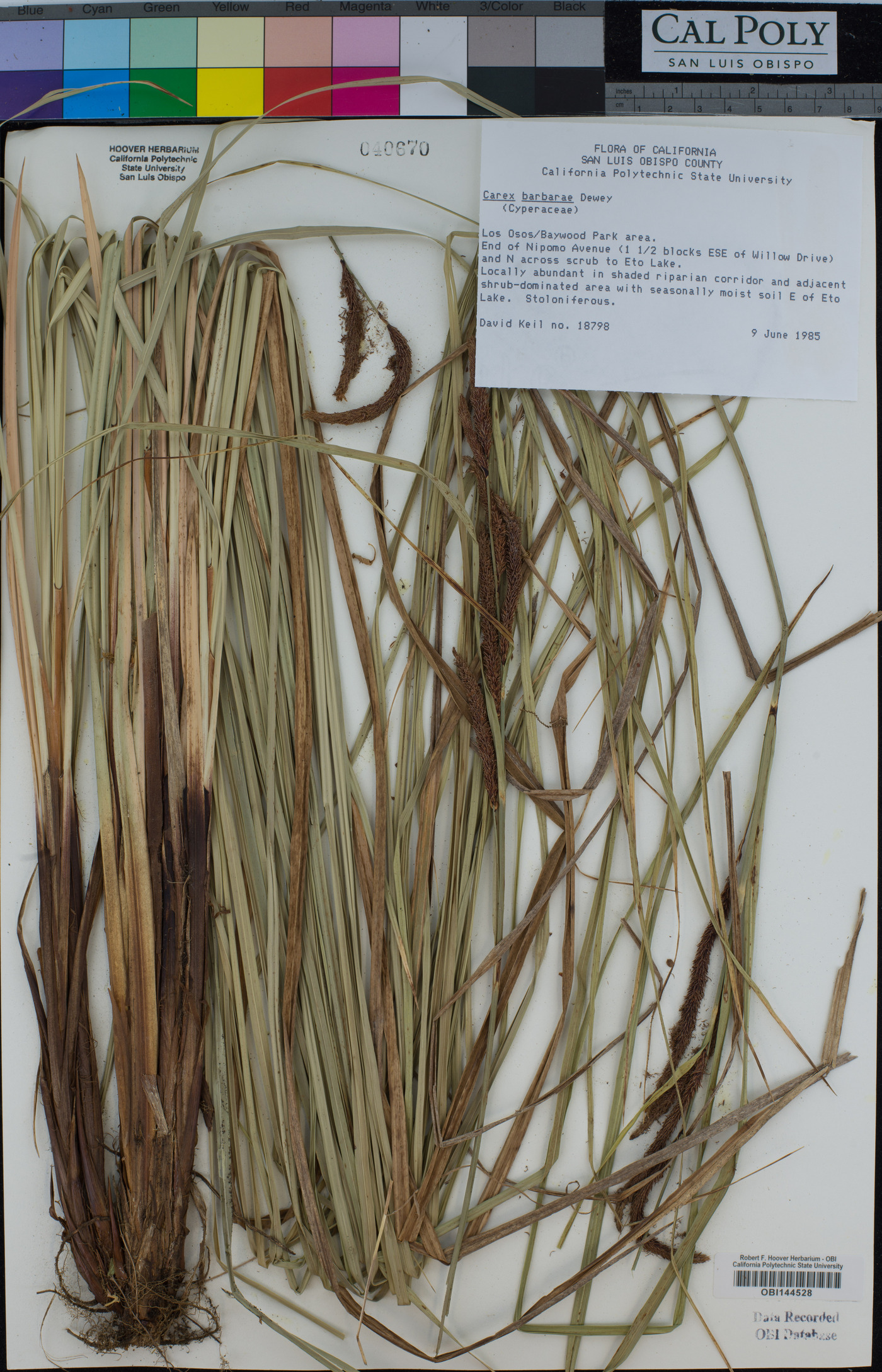 Carex barbarae image