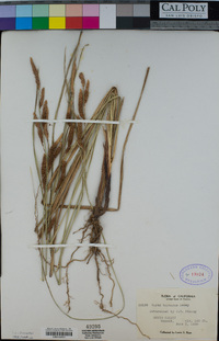 Carex barbarae image