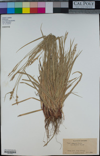 Carex austrina image