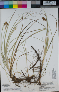 Carex densa image