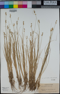 Carex echinata image