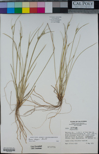 Carex geyeri image