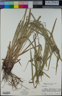 Carex grayi image