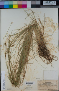 Carex harfordii image