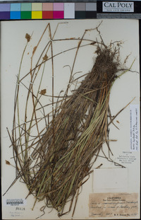 Carex harfordii image