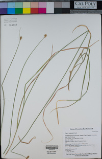 Carex harfordii image