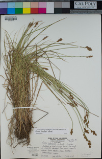 Carex harfordii image