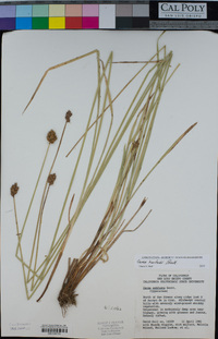 Carex harfordii image