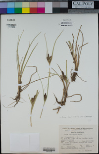 Carex kelloggii image