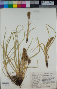 Carex macrocephala image