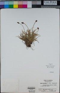 Carex nigricans image