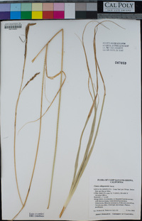 Carex obispoensis image