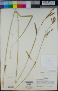 Carex obispoensis image