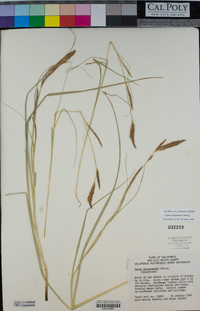 Carex obispoensis image