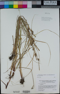 Carex pellita image