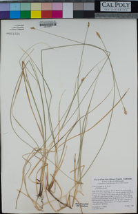 Carex praegracilis image