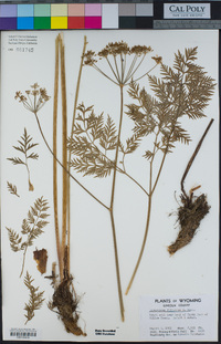 Ligusticum filicinum image