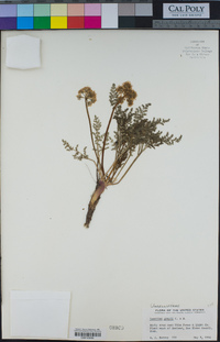 Lomatium grayi image