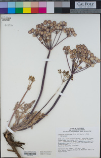 Lomatium dasycarpum image