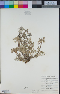 Lomatium dasycarpum image