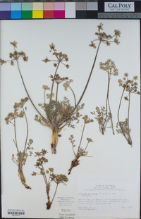 Lomatium dasycarpum image