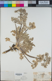 Lomatium dasycarpum image